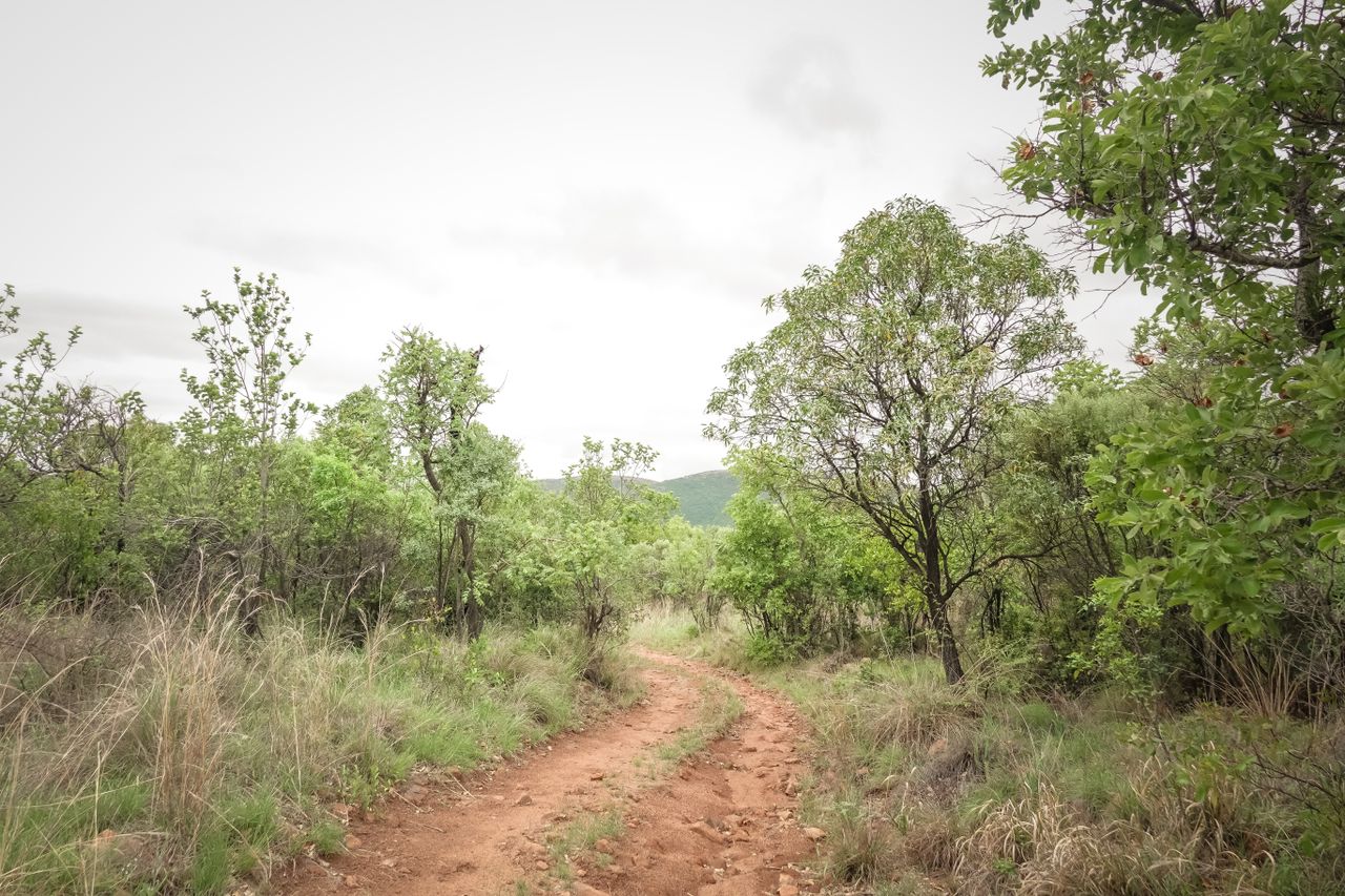 The Art of Drawing Readers In: Your attractive post title goes here A peaceful dirt road winding through lush green forest under a cloudy sky.