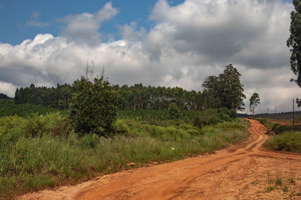 Hello world! A serene dirt road winds through a lush green landscape under a dramatic cloudy sky.